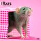 Rats | 2026 12 x 24 Inch (Hanging) Monthly Square Wall Calendar | Plastic-Free